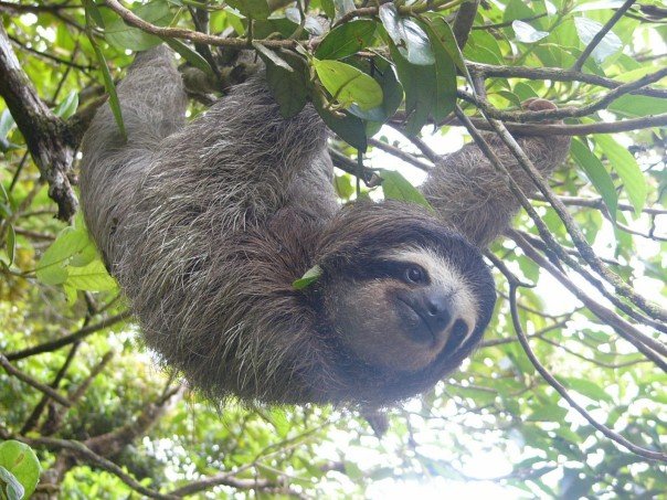 sloth at panama tropical forest
